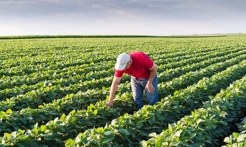 What is Agricultural Insurance, Benefits, and Mechanisms